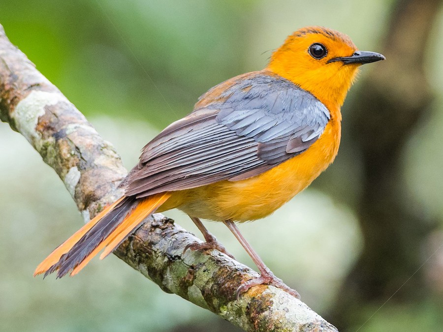 Red Capped Robin Chat Ebird