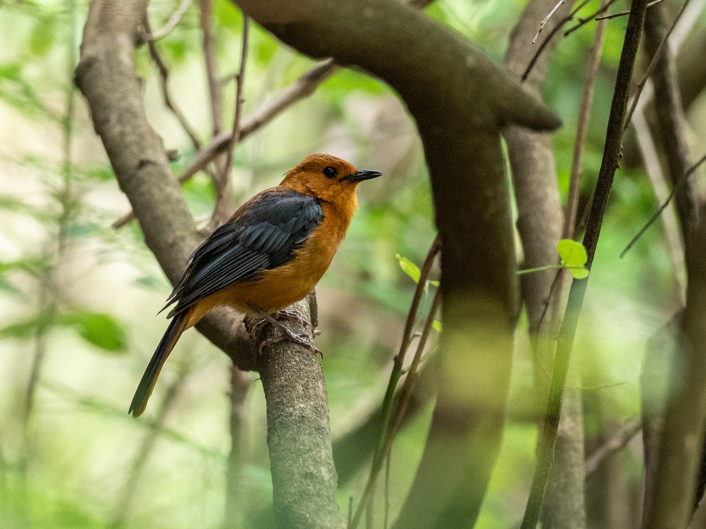Red-capped Robin-Chat - Forest Botial-Jarvis