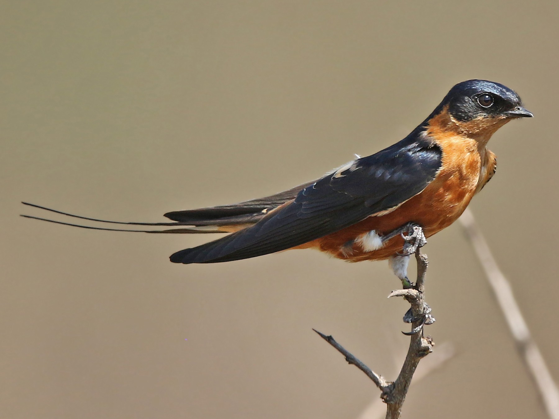 Rufous-chested Swallow - Volker Hesse