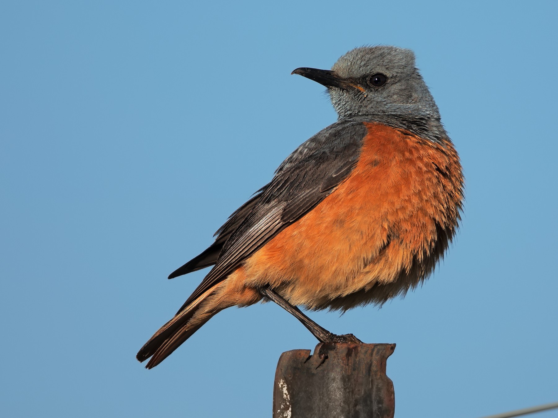 Sentinel Rock Thrush Ebird