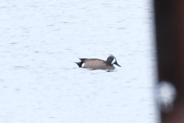Blue-winged Teal - ML219407011