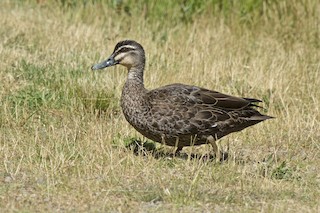 Pacific Black Duck, ML21941171