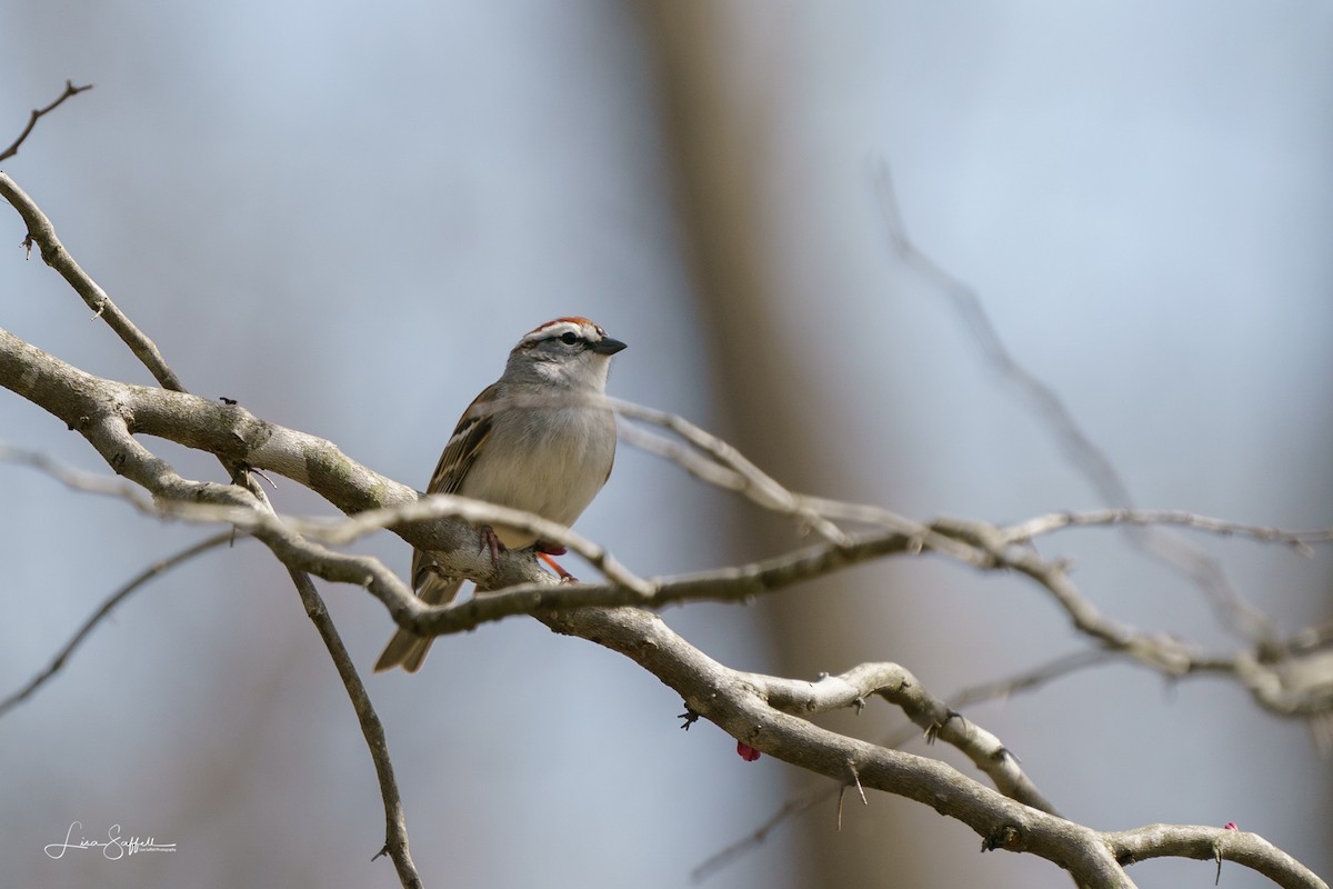Chipping Sparrow - ML219412381