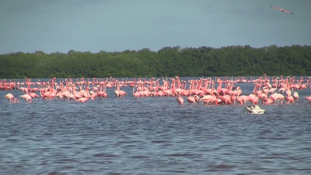 Amerika Flamingosu - ML219413891