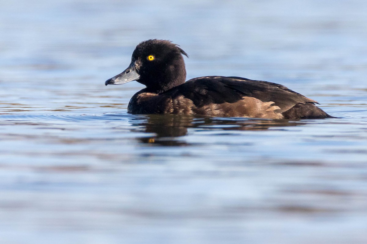 Tufted Duck - ML219416471