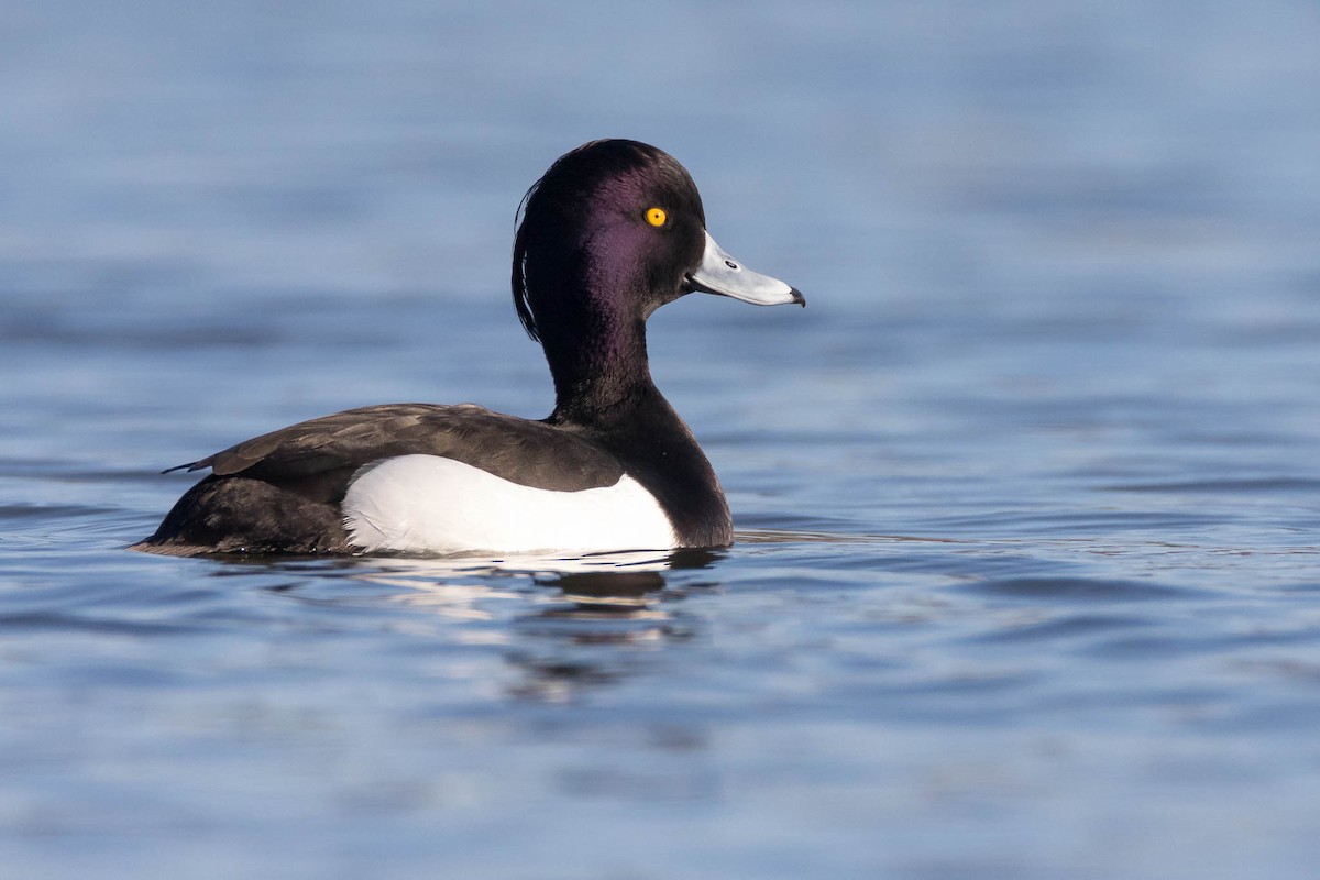 Tufted Duck - ML219416481