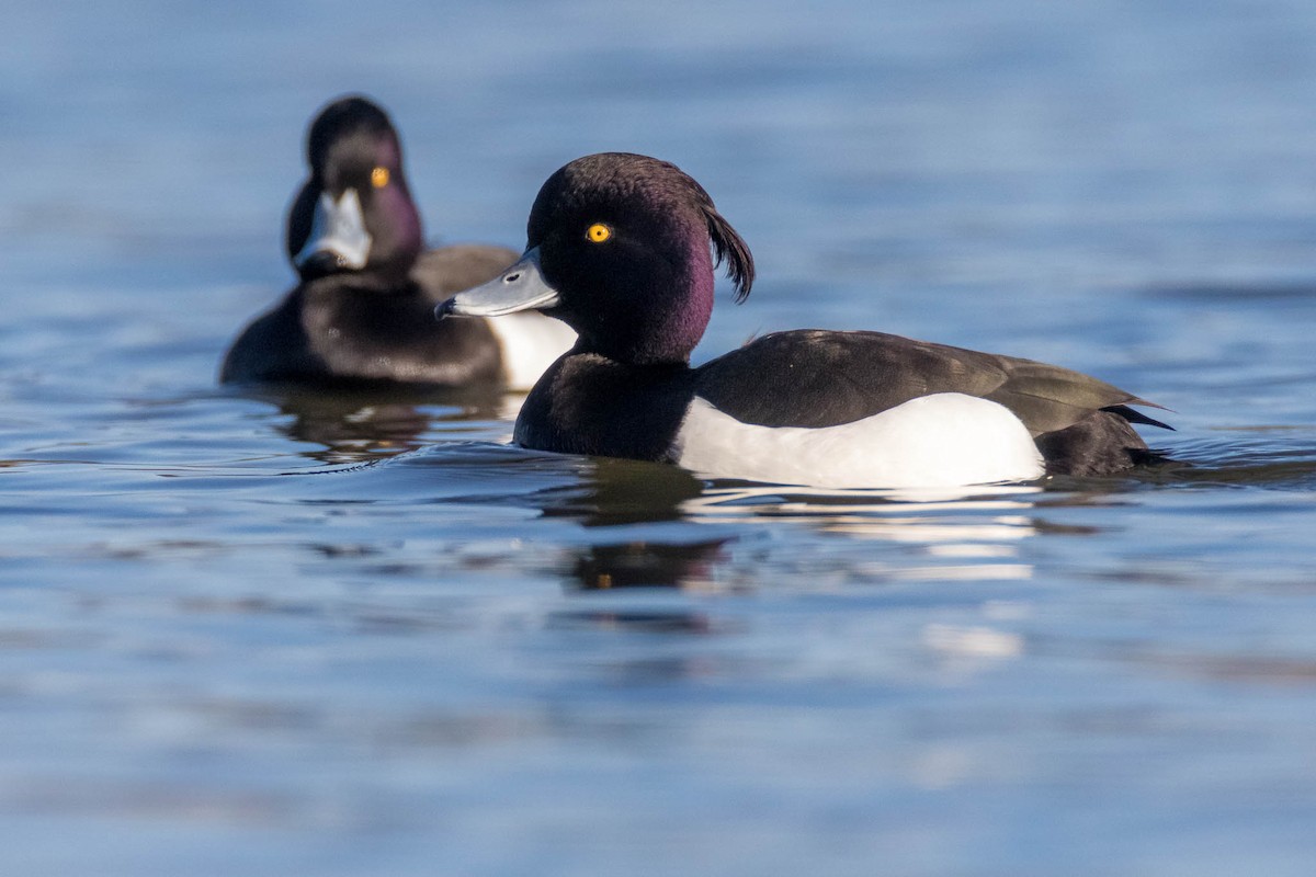 Tufted Duck - ML219416491