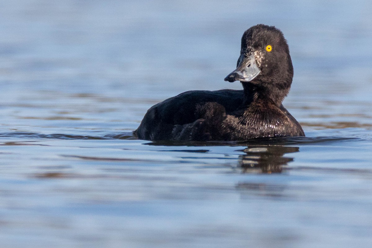 Tufted Duck - ML219416521