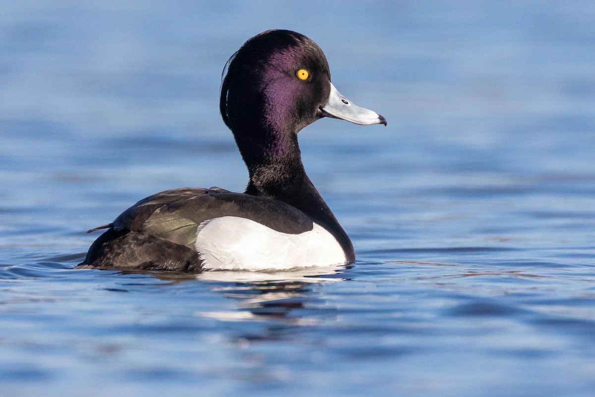 Tufted Duck - ML219416541