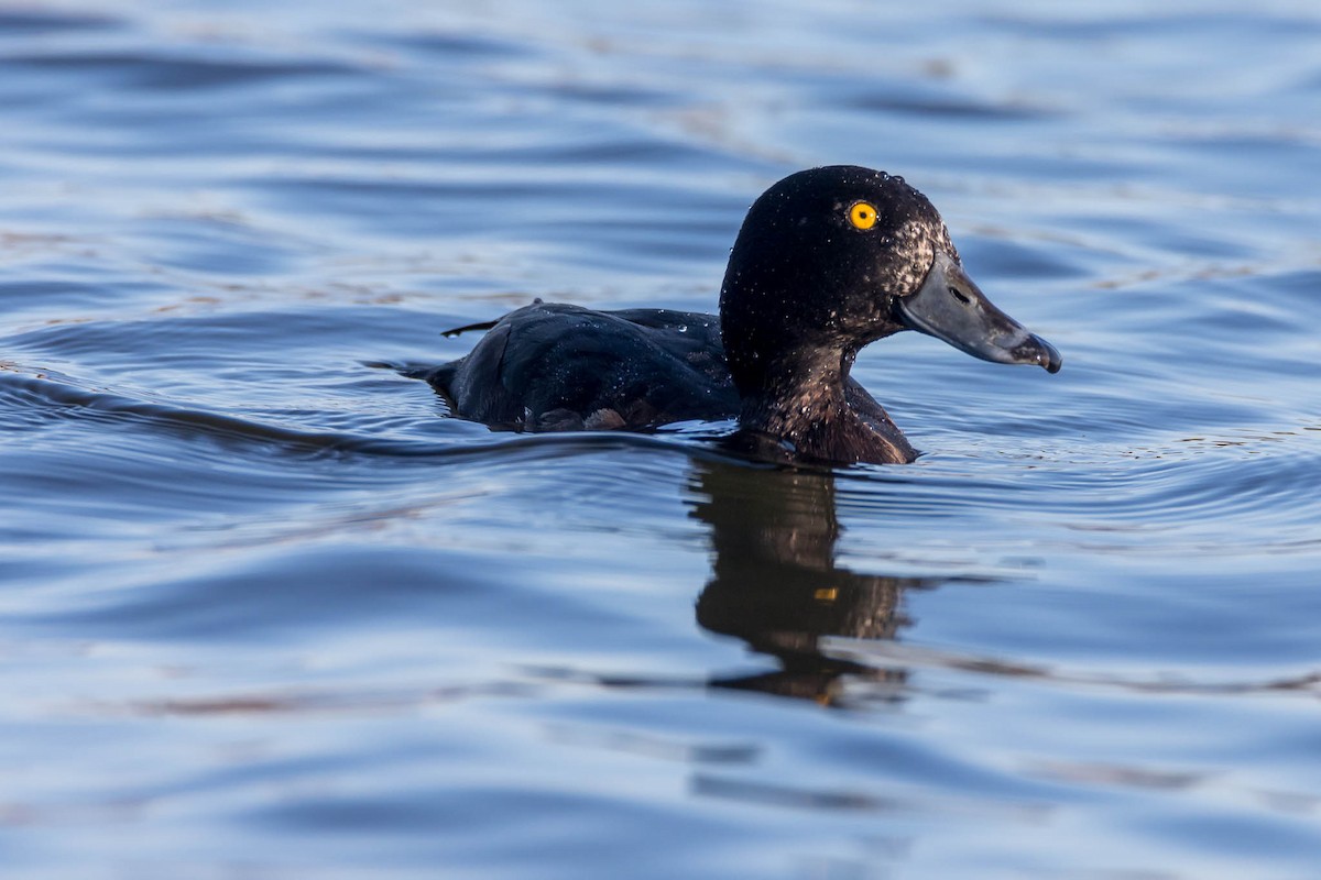 Tufted Duck - ML219416571