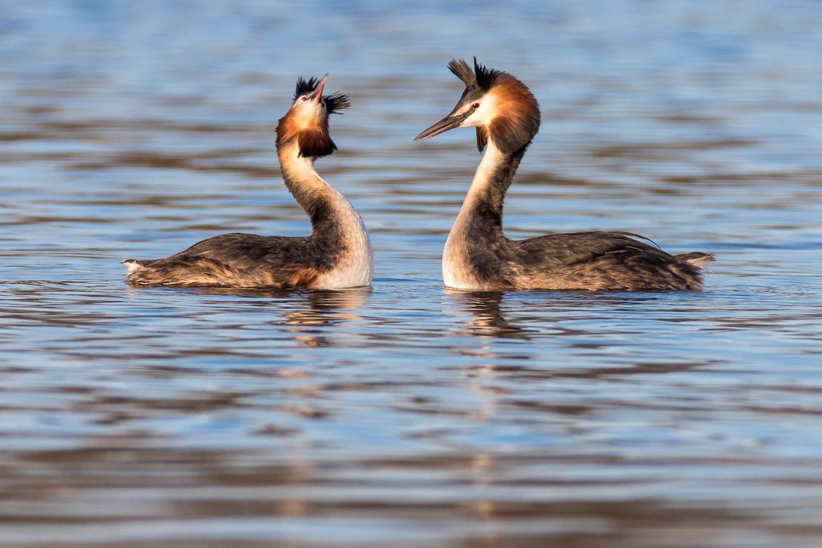 Great Crested Grebe - ML219416721