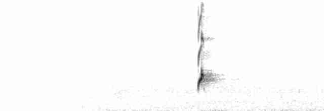  - Blackish Oystercatcher