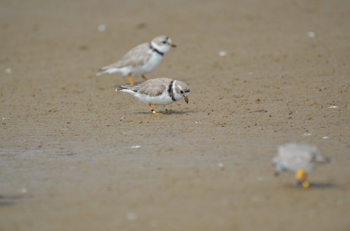 Piping Plover - ML219417931