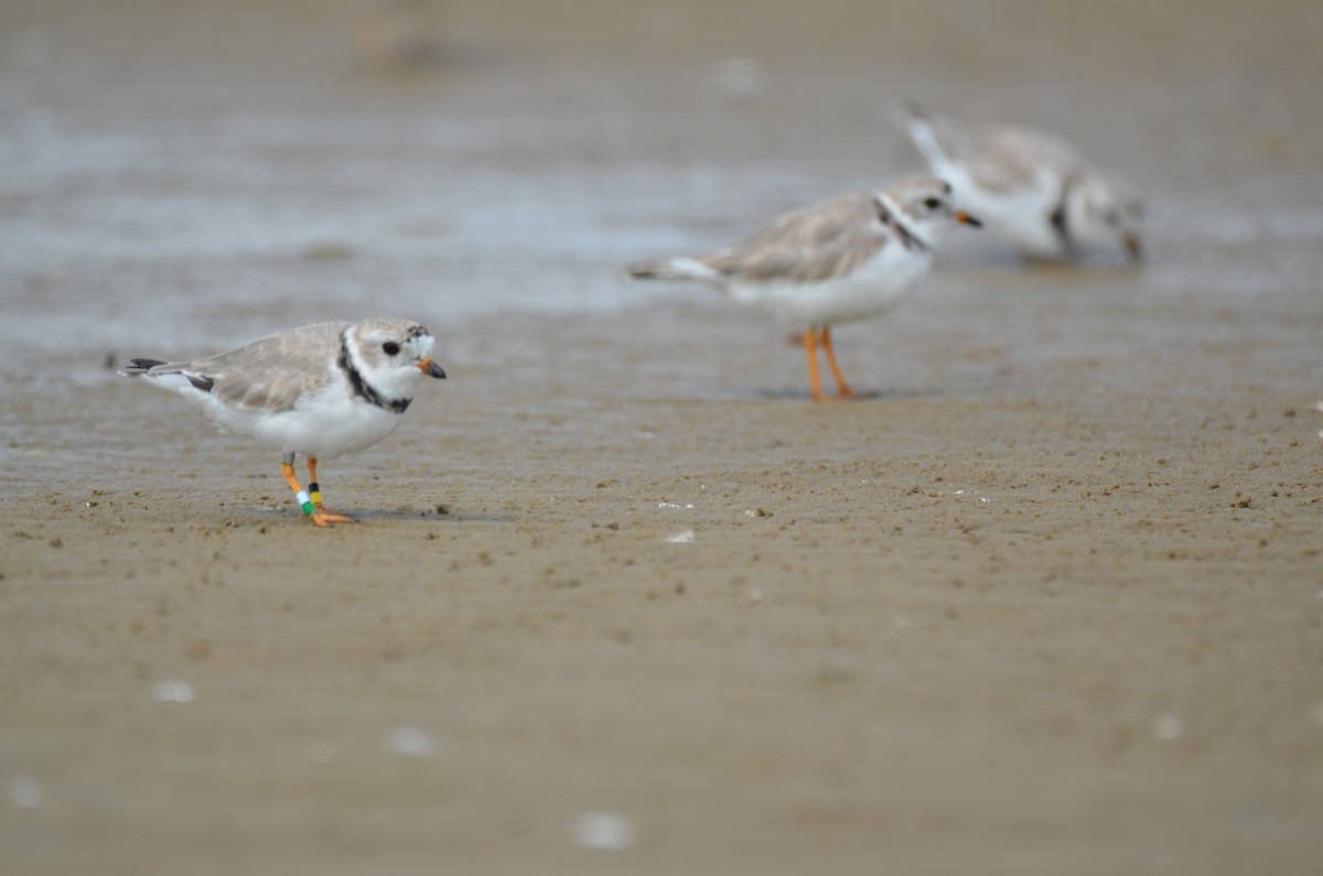 Piping Plover - ML219418001