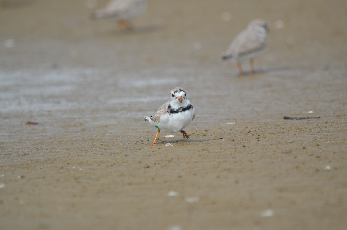 Piping Plover - ML219418011