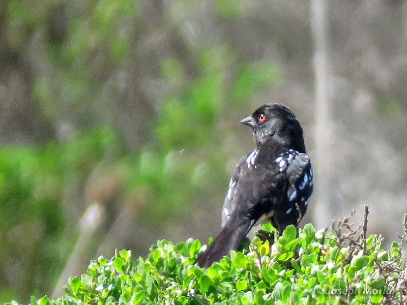 Spotted Towhee - ML219418041