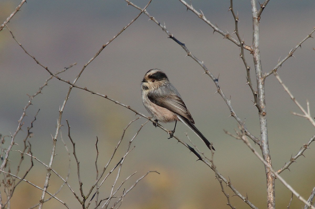 Long-tailed Tit (alpinus Group) - Patrick J. Blake