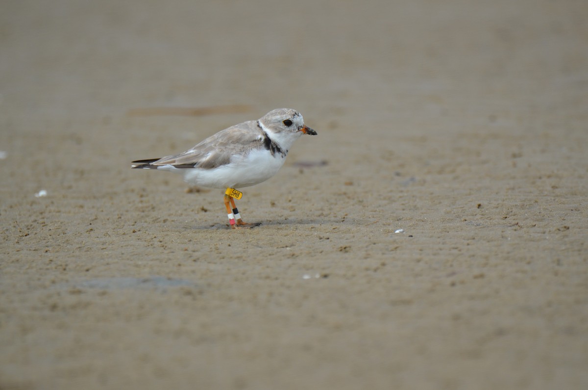 Piping Plover - ML219418231