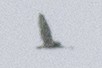 Short-eared Owl - ML219420311