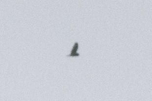 Short-eared Owl - ML219420341