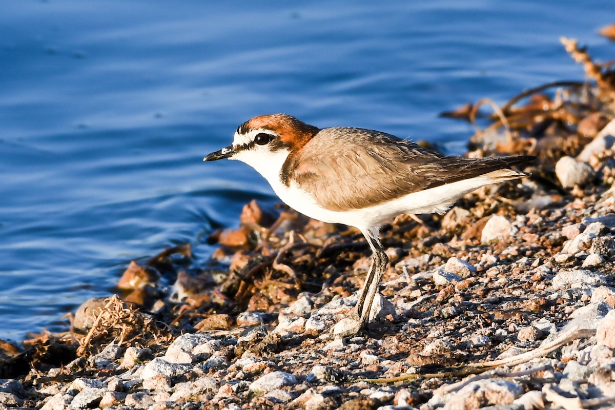 Red-capped Plover - ML219421981