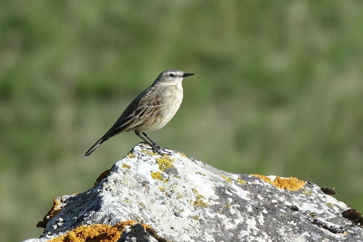 Water Pipit - ML219422231