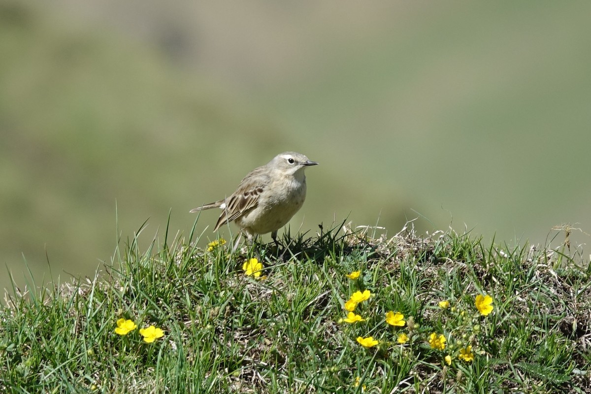 Water Pipit - ML219422251