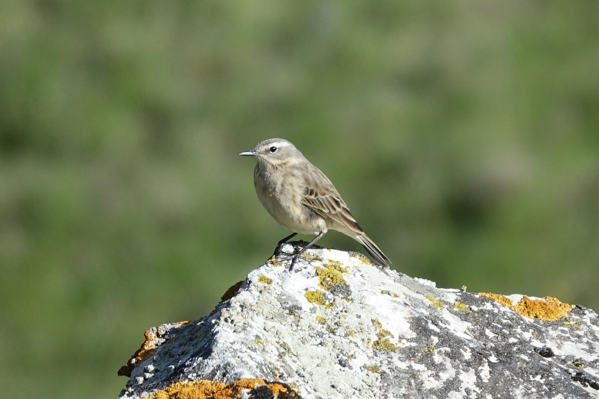 Water Pipit - ML219422271