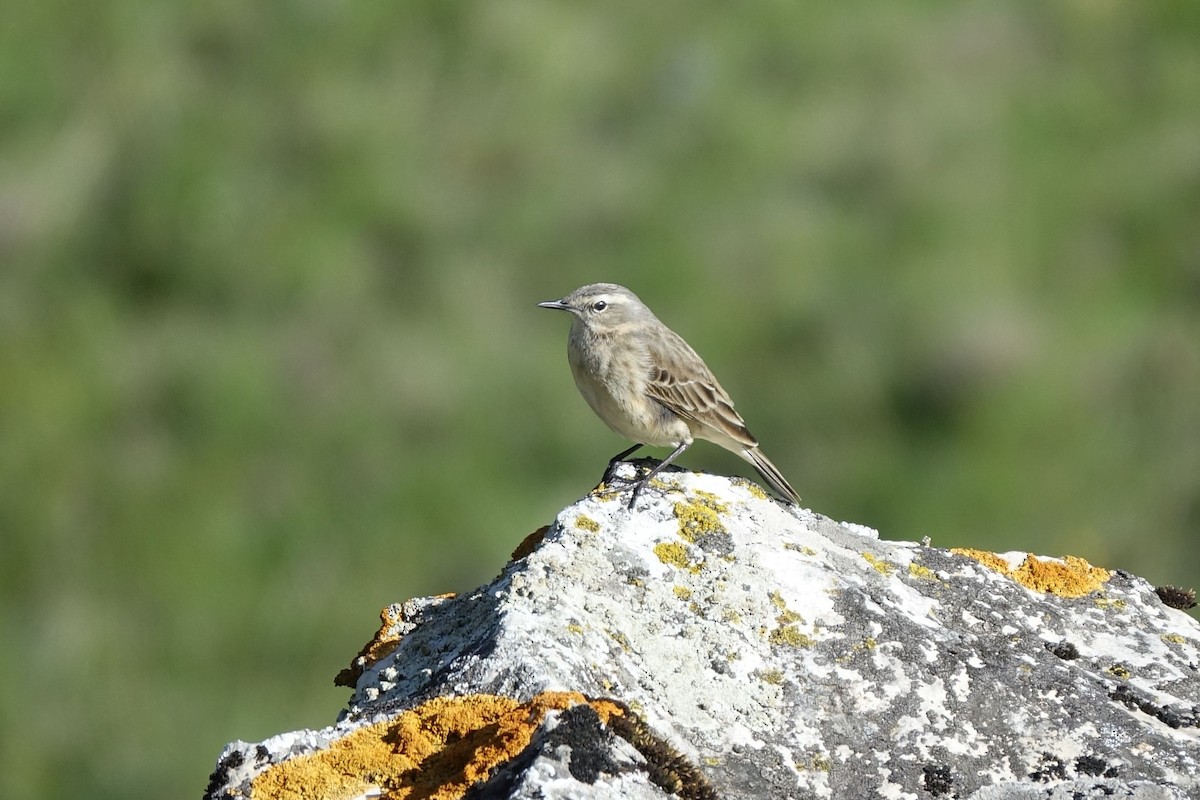 Water Pipit - ML219422281