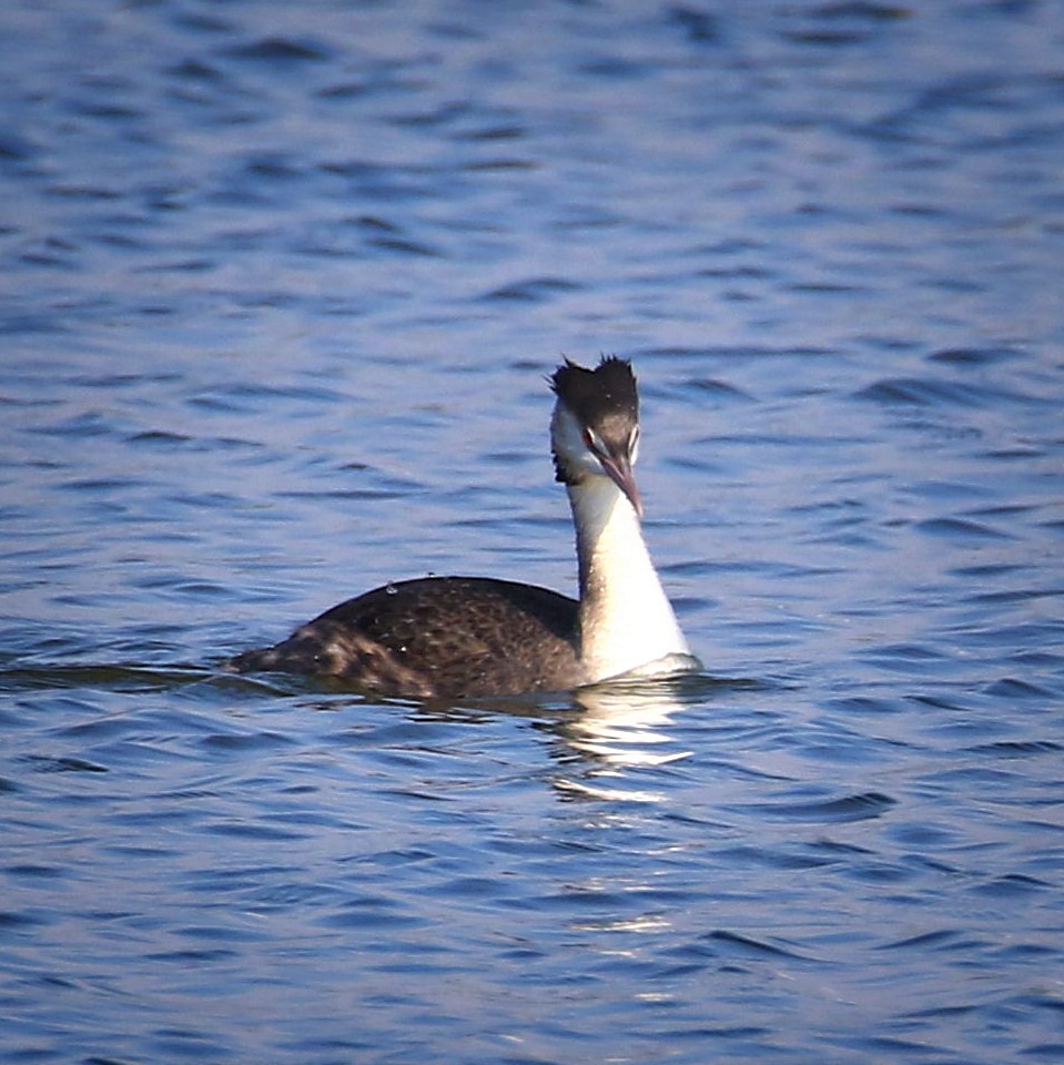 Great Crested Grebe - poshien chien
