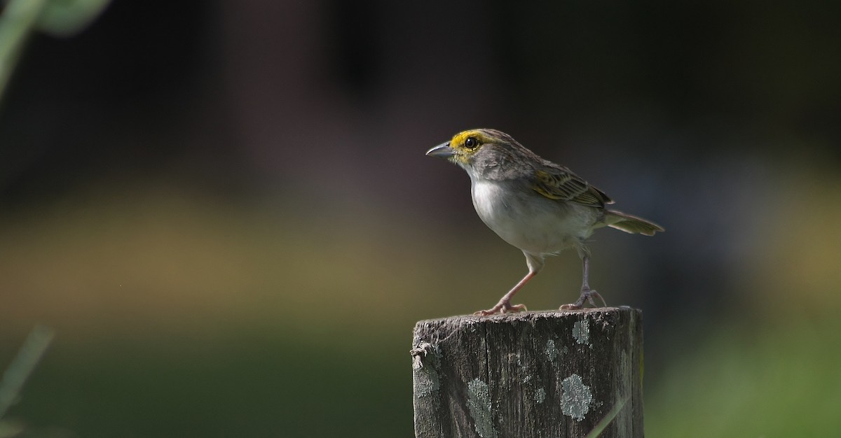 Yellow-browed Sparrow - ML219425711