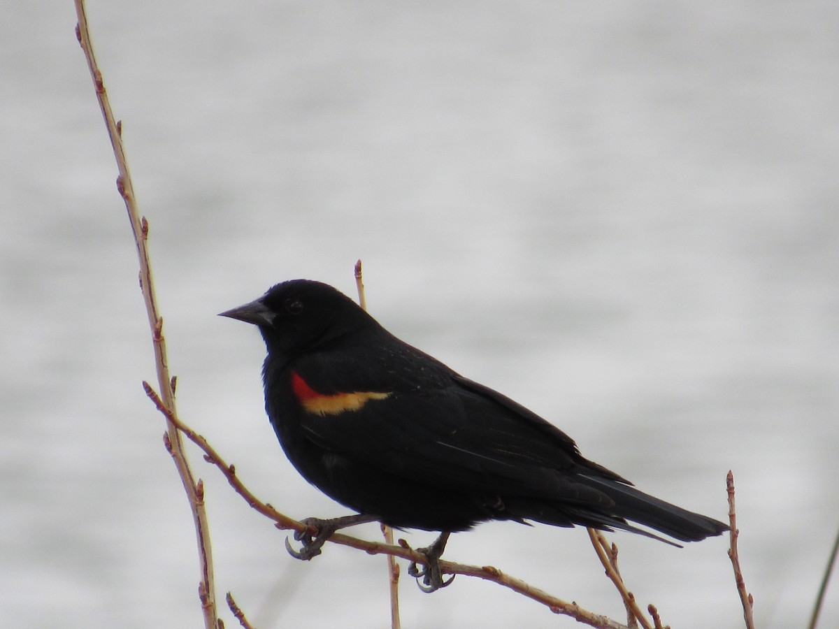 Red-winged Blackbird - ML219426001