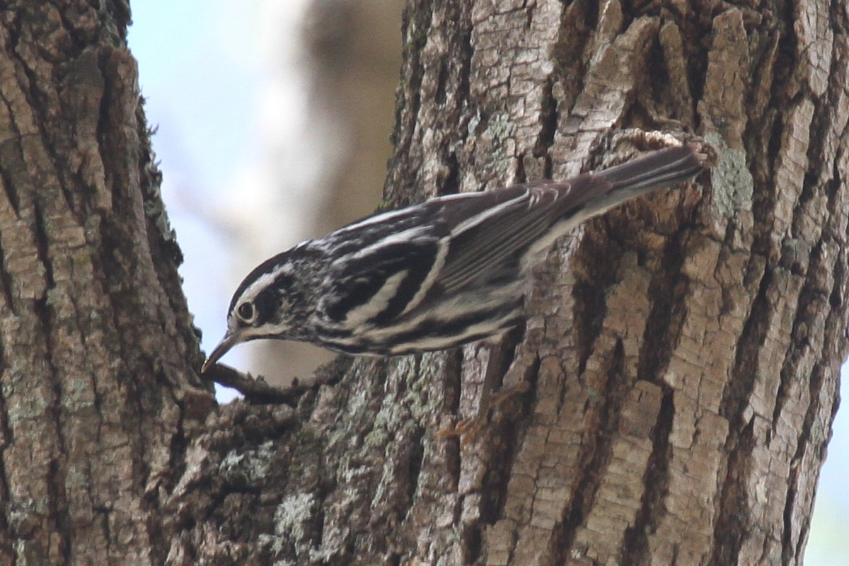 Black-and-white Warbler - ML219431911
