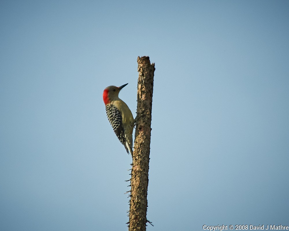 Red-bellied Woodpecker - ML219436491