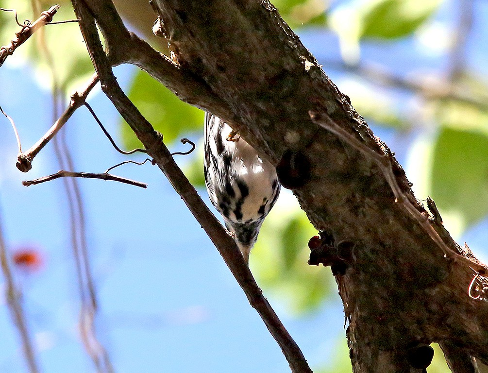 Black-and-white Warbler - ML219442311