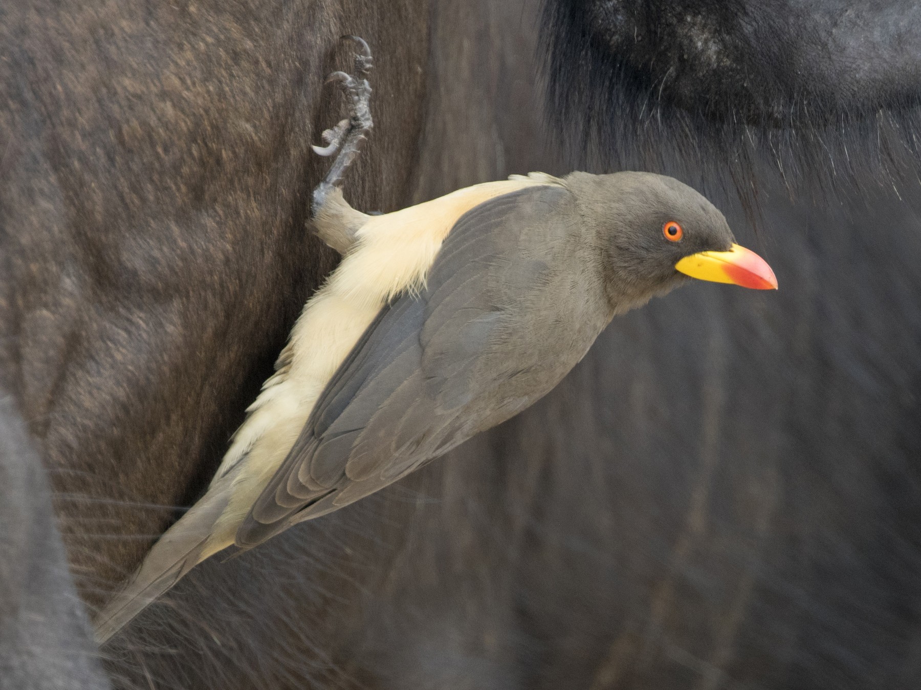 Yellow-billed Oxpecker - Zak Pohlen