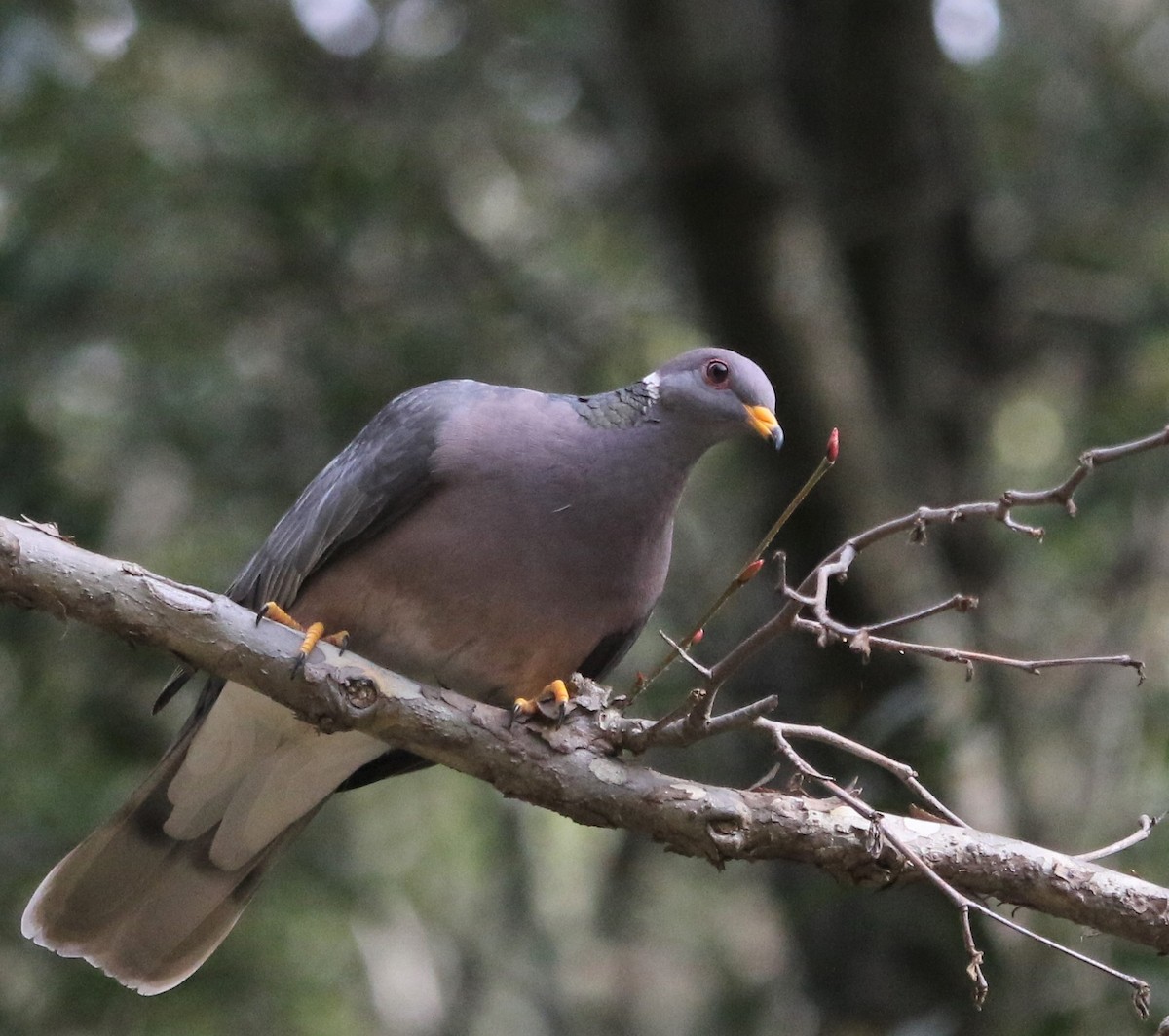 Band-tailed Pigeon - Ann Vaughan