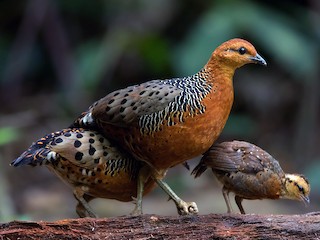 Adult and chick - Ayuwat Jearwattanakanok - ML219457441
