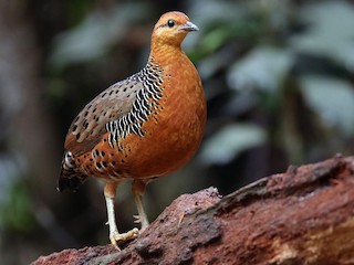 - Ferruginous Partridge