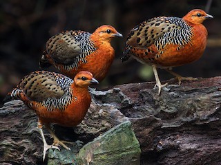  - Ferruginous Partridge