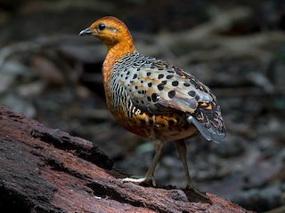  - Ferruginous Partridge
