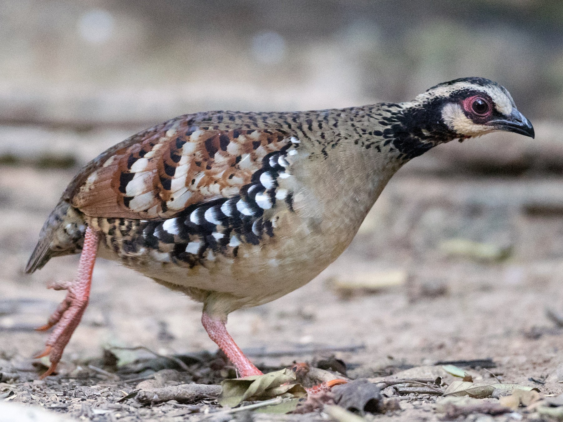 Bar-backed Partridge - Ian Davies