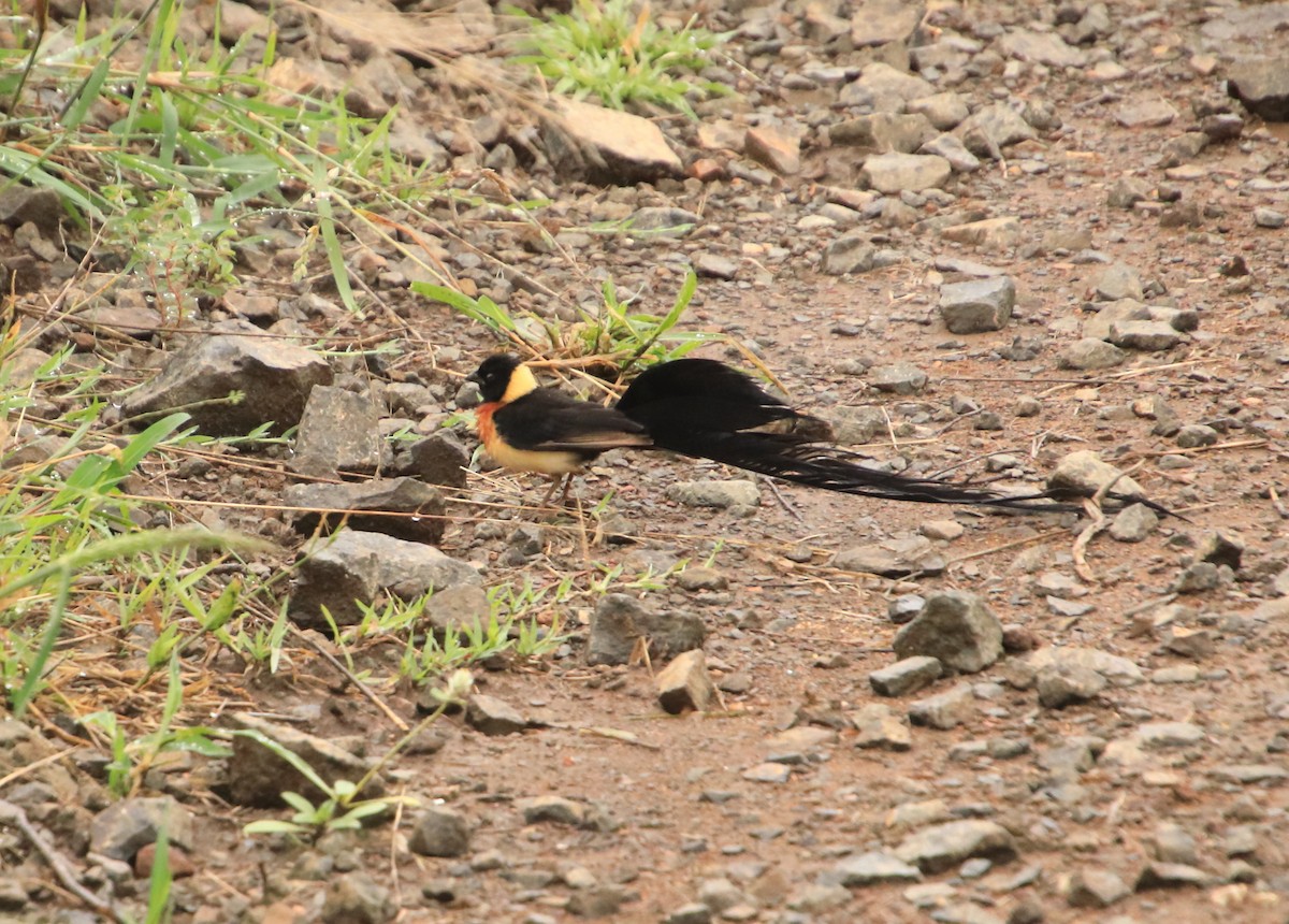 Eastern Paradise-Whydah - Louis and Christine Warren