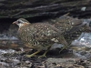 成鳥 (Green-legged) - Charley Hesse TROPICAL BIRDING - ML219458371