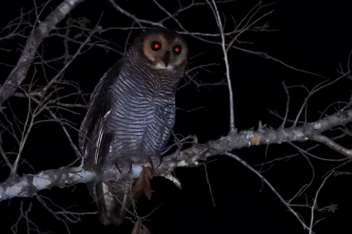 Spotted Wood-Owl - Panji Gusti Akbar