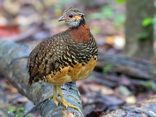 Chestnut-necklaced Partridge - eBird