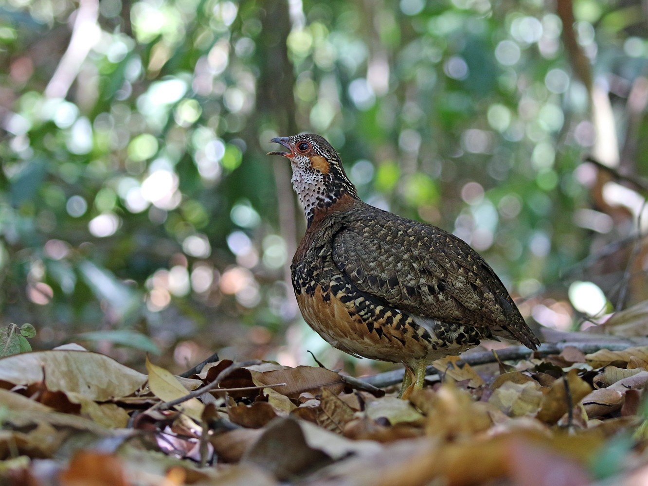 Chestnut-necklaced Partridge - Dave Bakewell