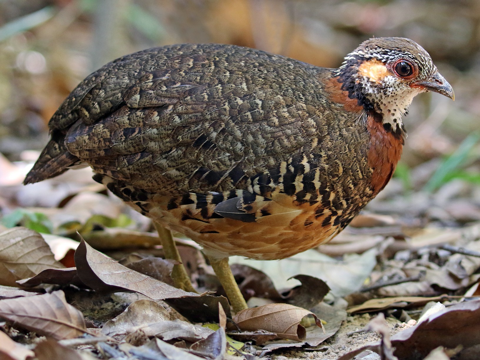 Puyuh Gonggong Kalung Ebird