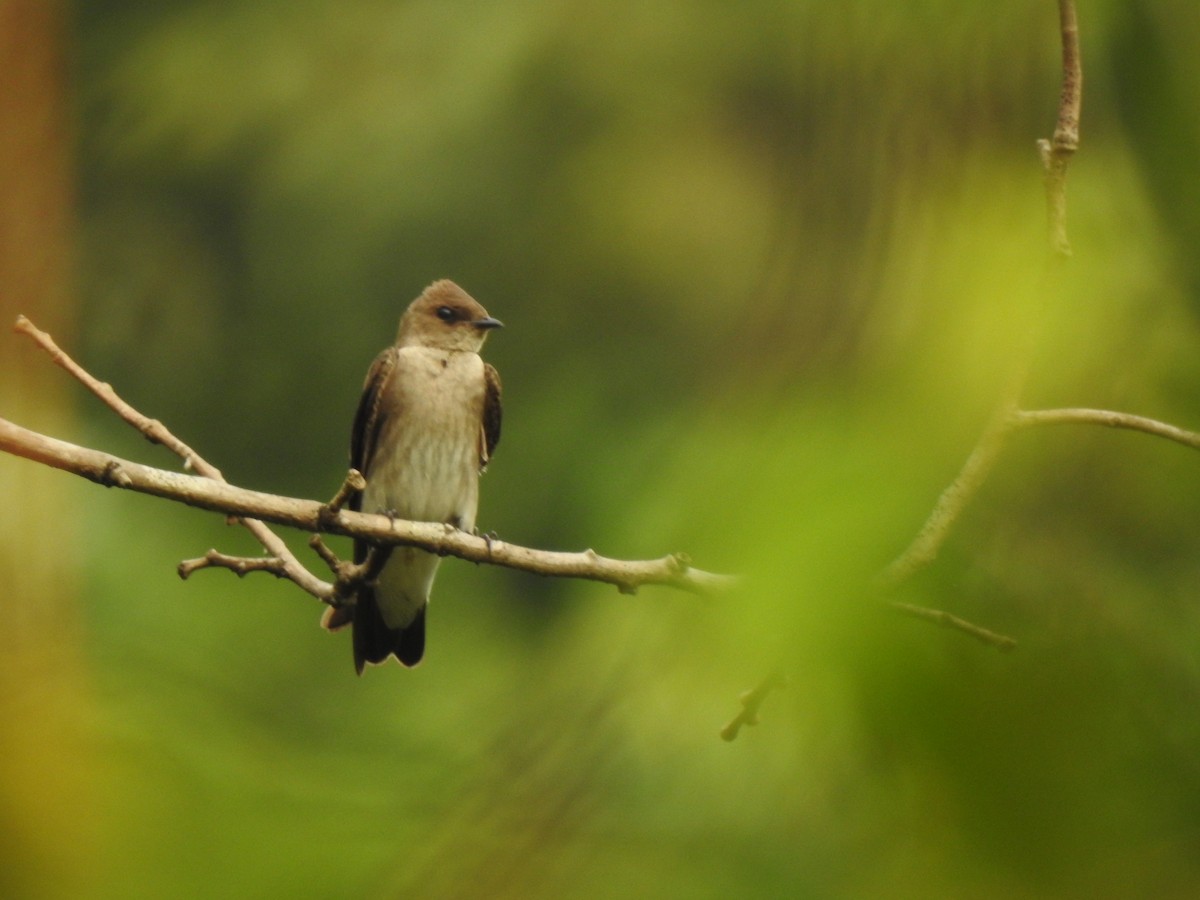 Northern Rough-winged Swallow - Heidi  Viteri