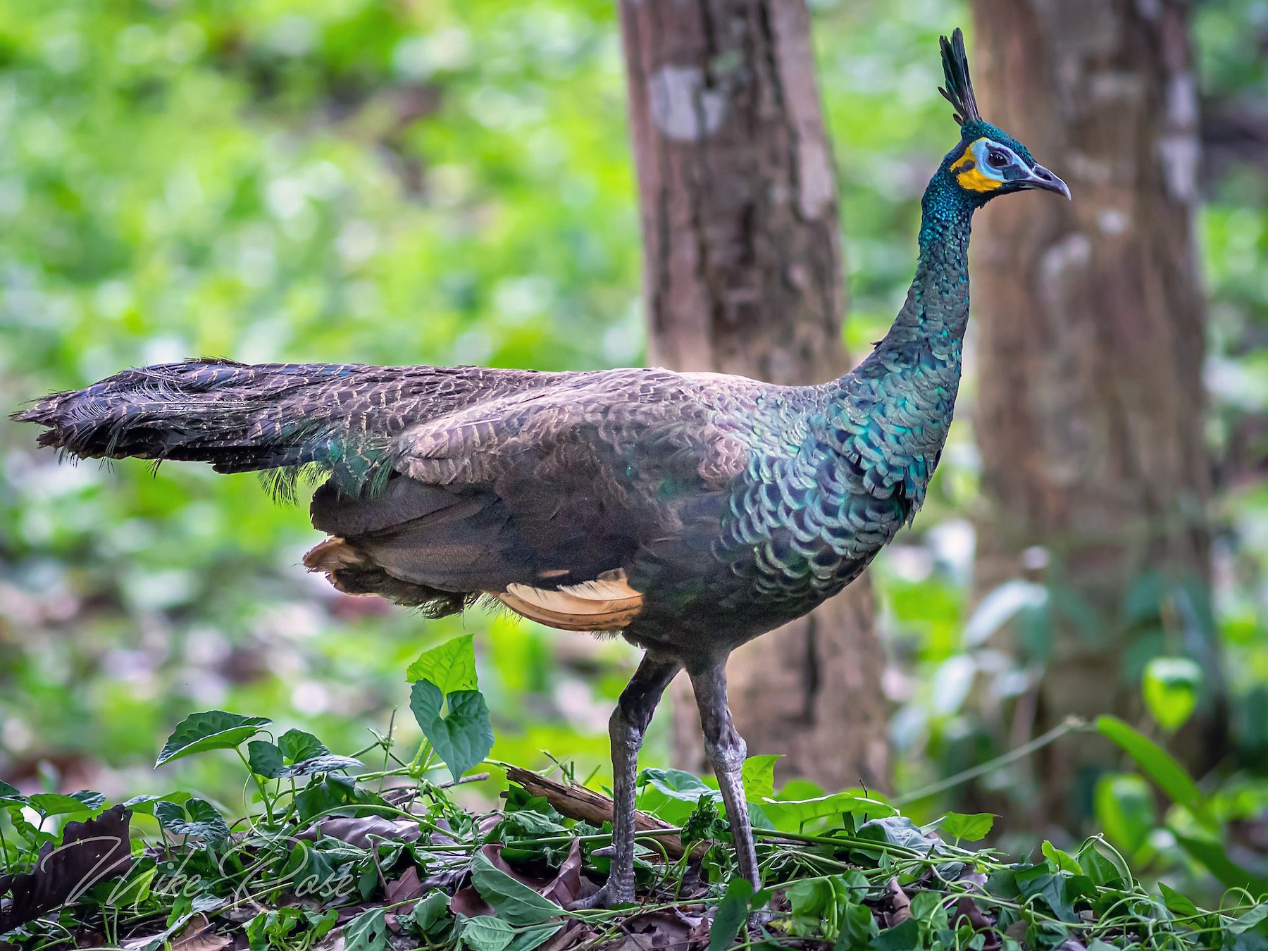 Green Peafowl - Mike Rose